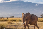 Elephant at Mount Kilimanjaro