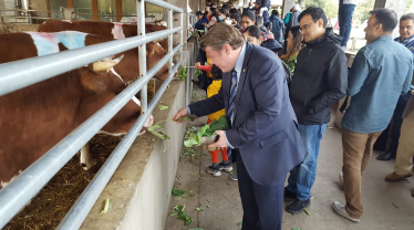 Dean Russell feeding cows at Bhaktivedanta Manor