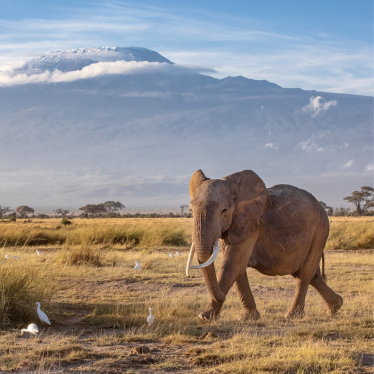 Elephant at Mount Kilimanjaro